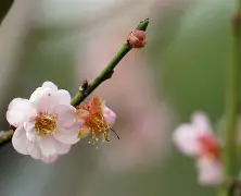 梅托希快速下坠，捷克惨败德国欧洲预选赛告终